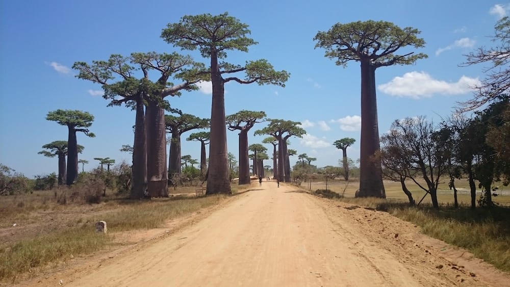 Madagascar ange colonna