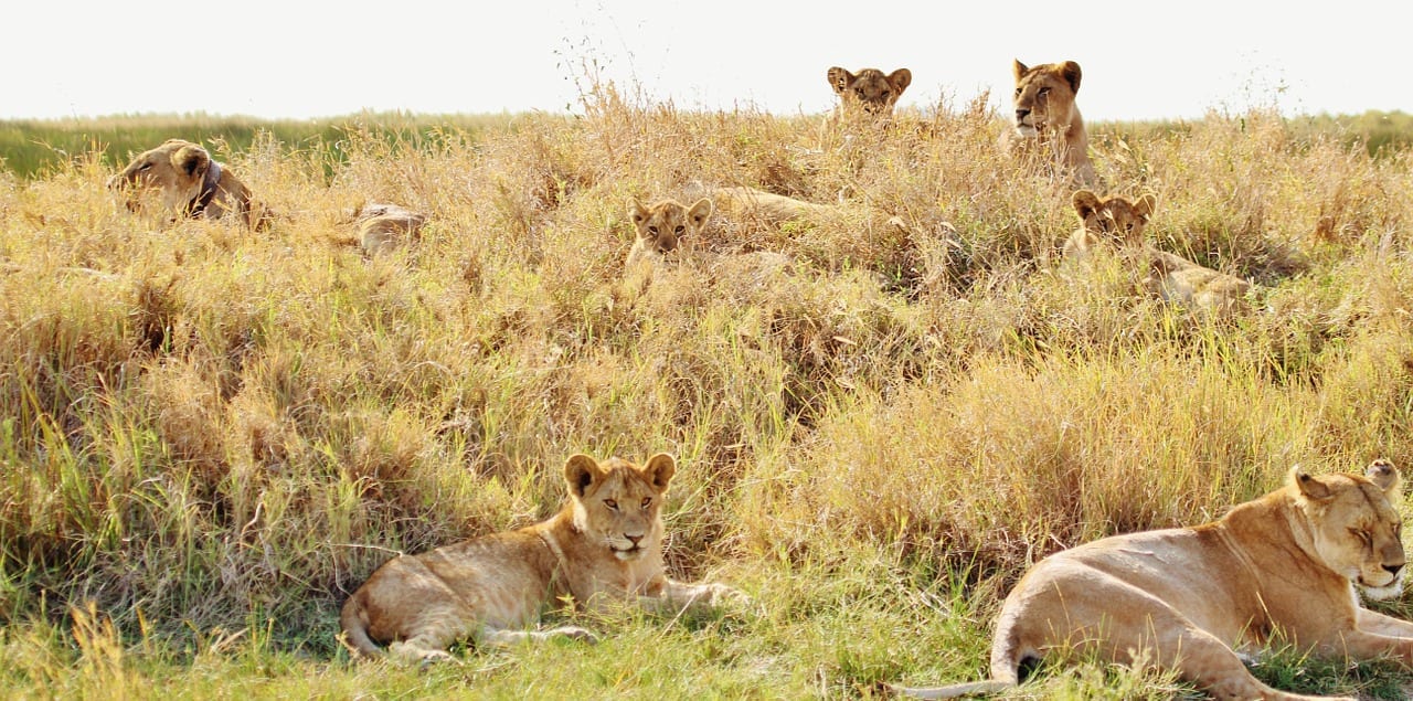 Tanzania Travel Guide 3