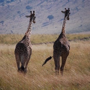 Luxury Hotels Zambia 03