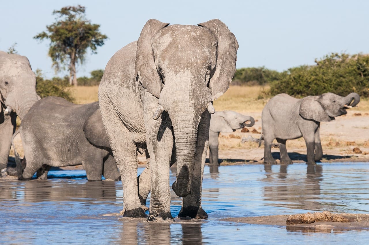 Botswana Travel Guide Image 1