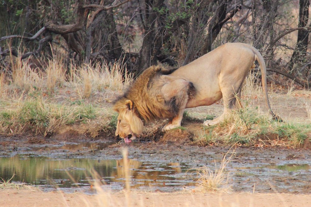 Johannesburg in One Day Johannesburg Wildlife