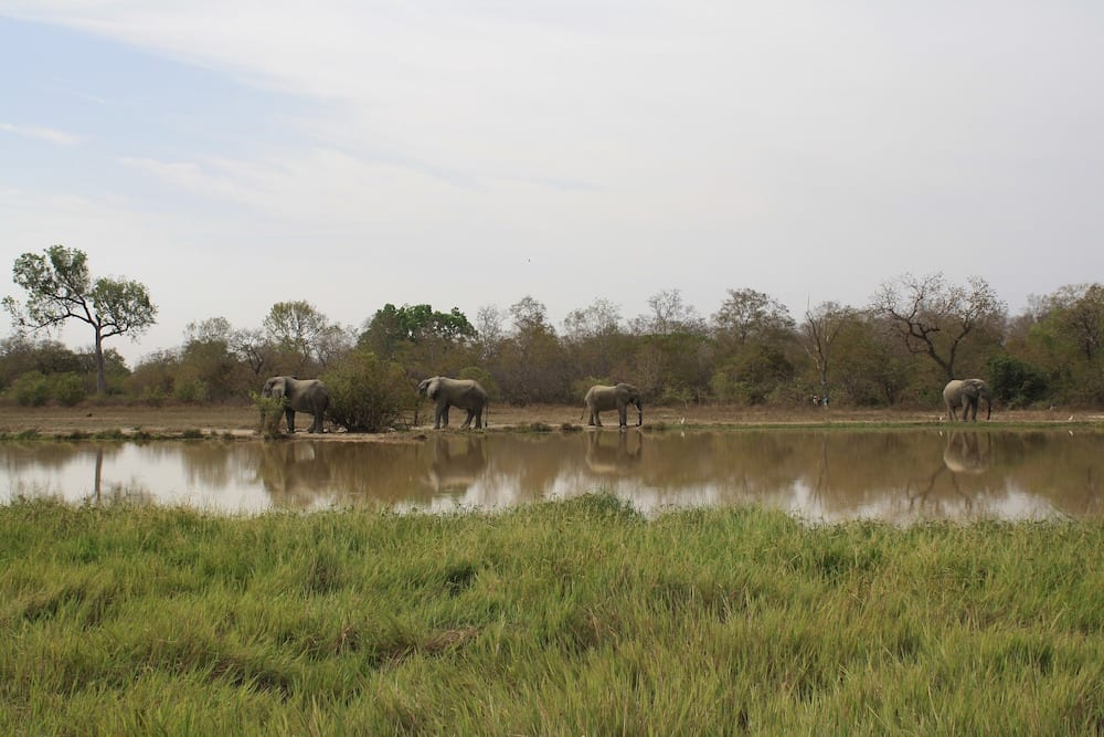 Landmarks in Ghana Mole National Park