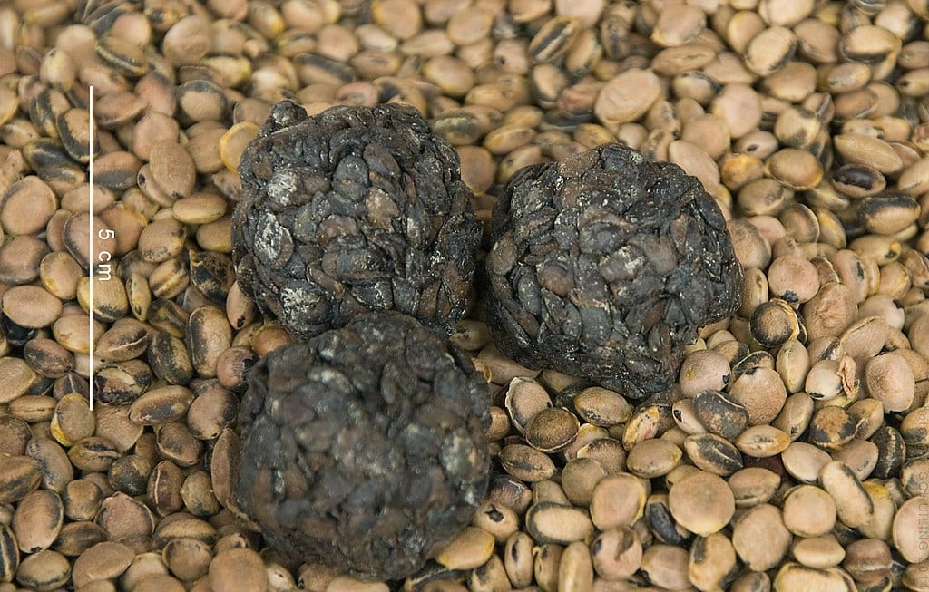 basic ingredients Sumbala Ball