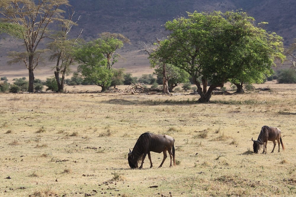 Tanzania Landmarks Wildebeests