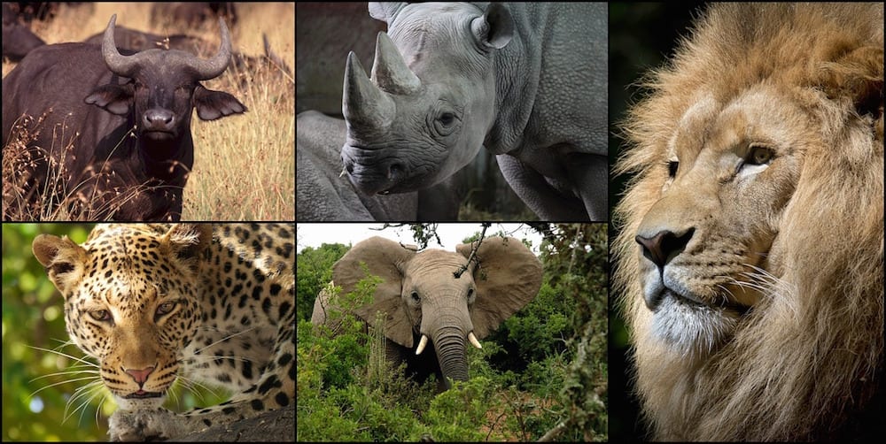safari collage