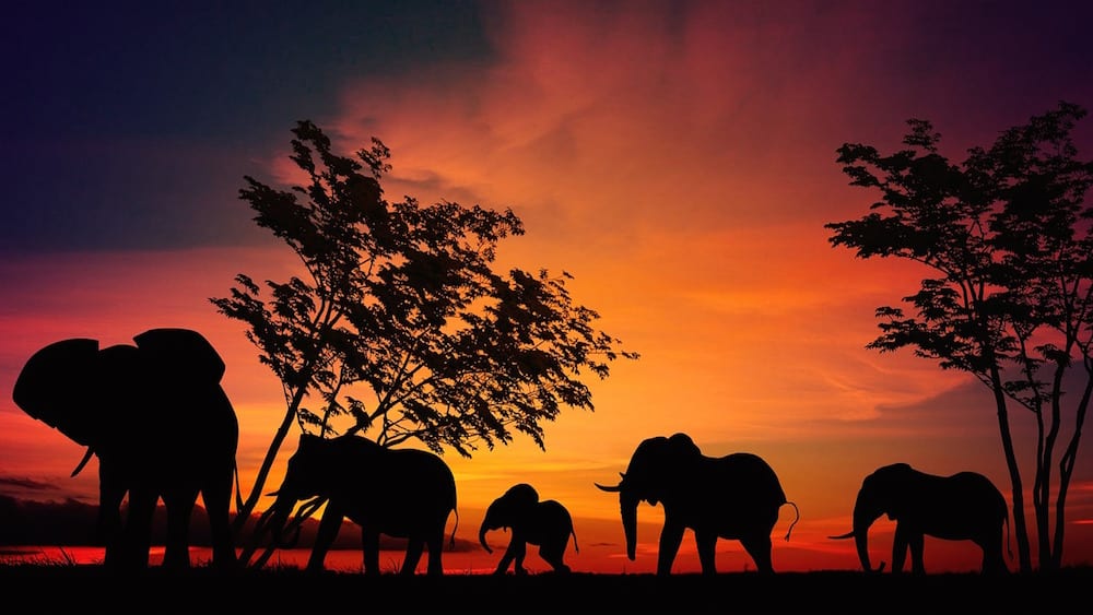 safari elephant
