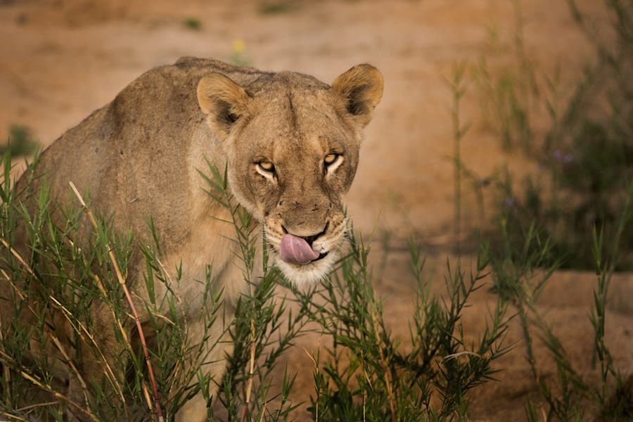 Big-Five-Game-LION.jpg