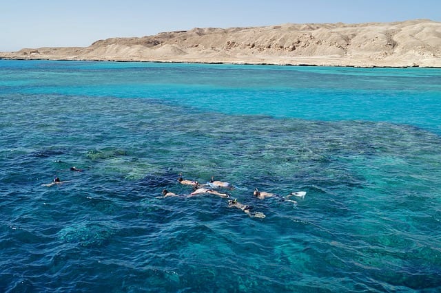 Dangerous Sharks red sea snorkeling