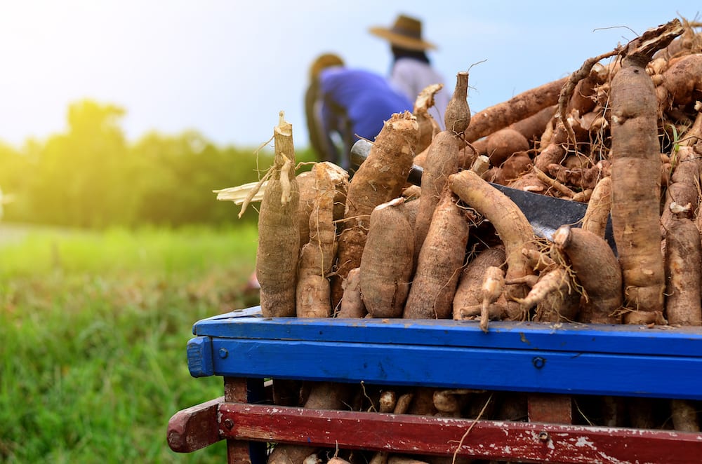 cassava