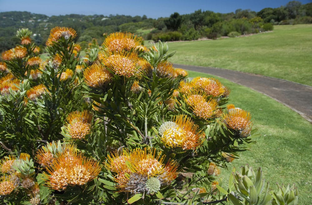 kirstenbosch 4