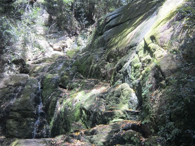 kirstenbosch 5