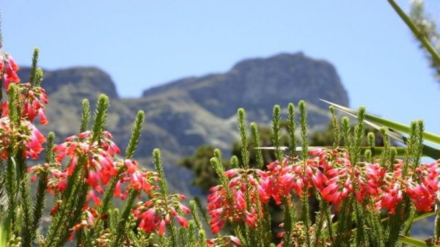 kirstenbosch Featured