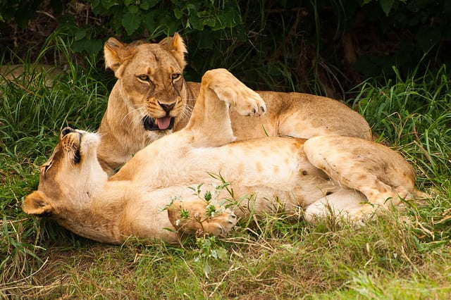 Things to Do in Lusaka 05