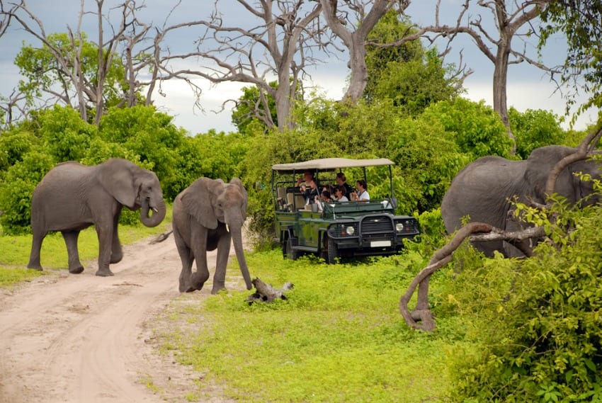 chobe game drive