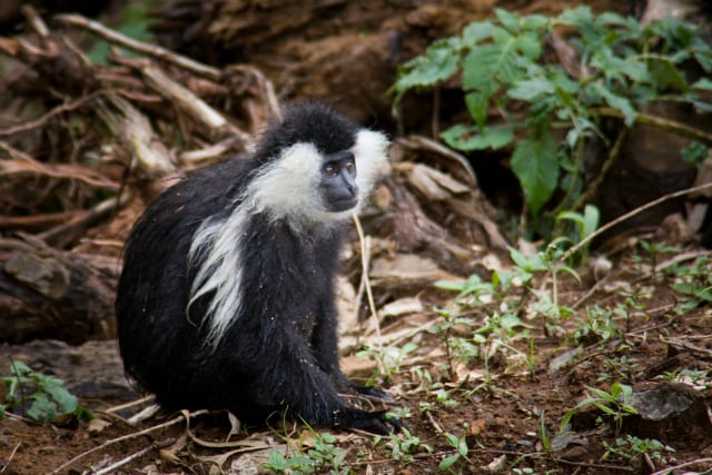 colobus nyungwe