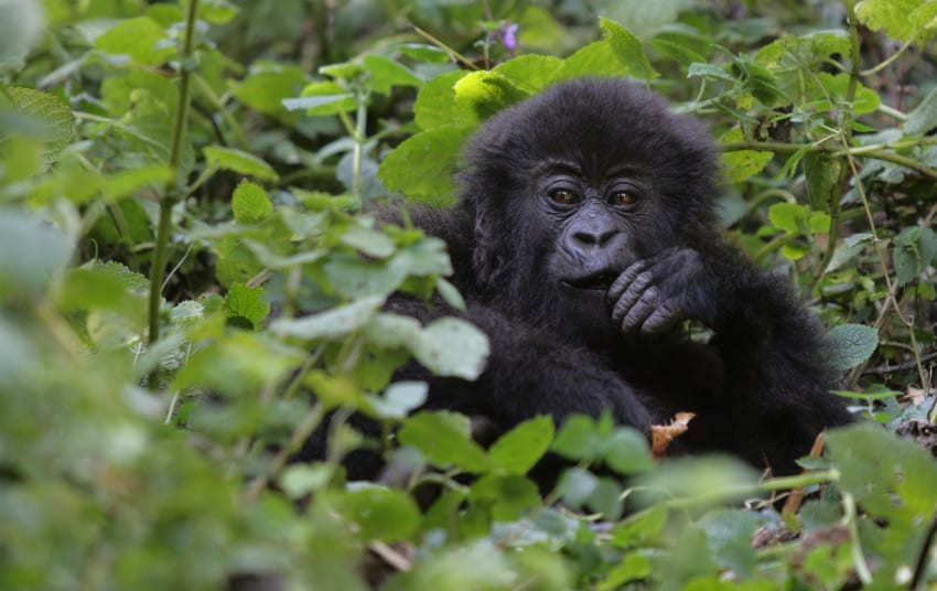 volcanoes gorilla