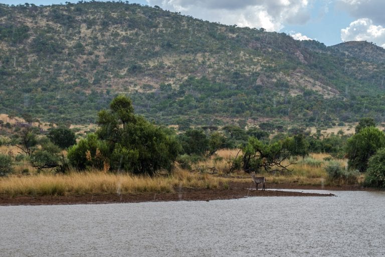 Best Braai duiker in pilanesberg national park 768x513