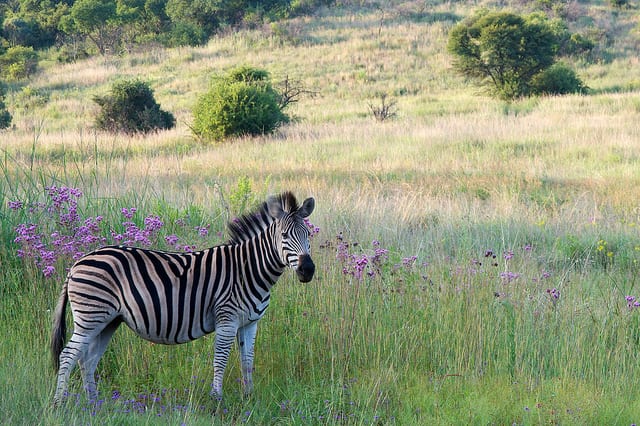 Best Braai groenkloof