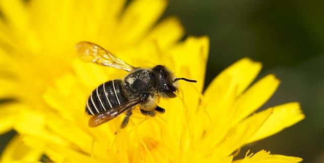 Edible African Bugs african bee