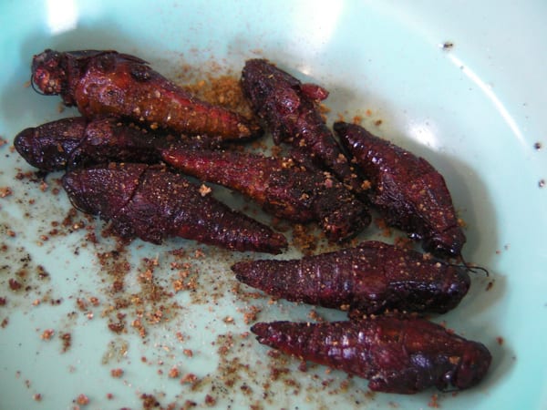 Edible African Bugs grasshopper