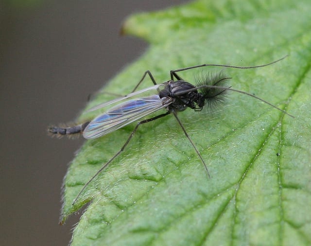Edible African Bugs midge fly