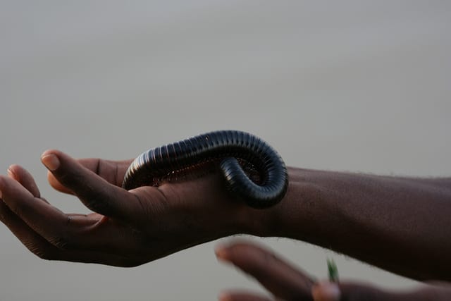 Edible African Bugs millipede
