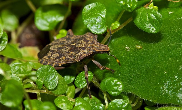 Edible African Bugs stink bug