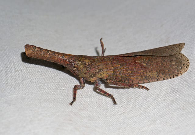 Edible African Bugs