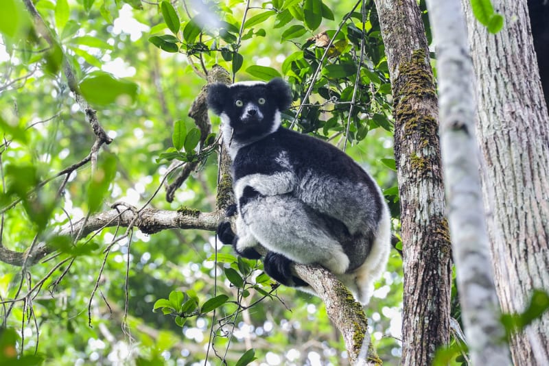 Things To Do In Antananarivo indri