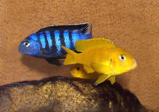 malawi travel guide Pseudotropheus saulosi