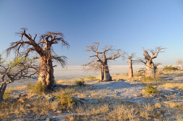 15 Things To Do In Botswana For The Whole Family Kubu Island in botswana