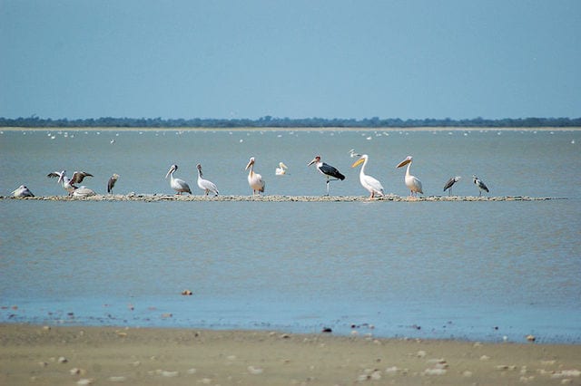 15 Things To Do In Botswana For The Whole Family Nata Bird Sanctuary Botswana