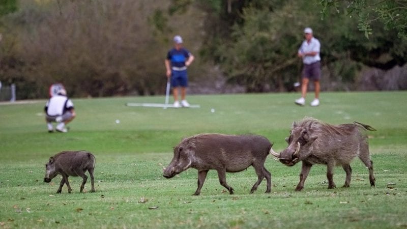 Best Golf Courses skukuza 800x450