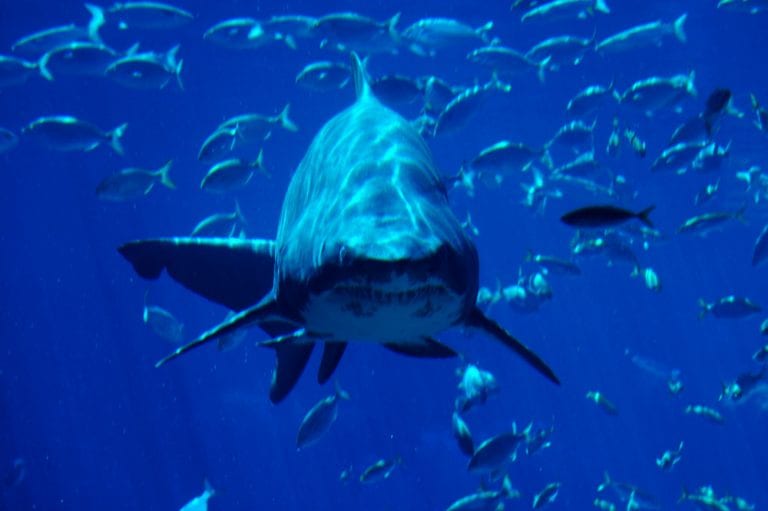 durban shark ushaka 768x511