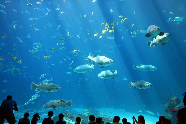 georgia aquarium