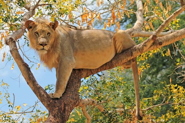 lion cub