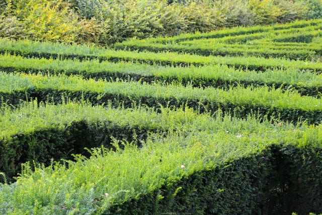 maze