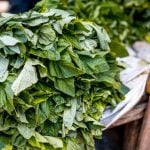 Pumpkin Leaves