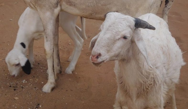 sheep in senegal