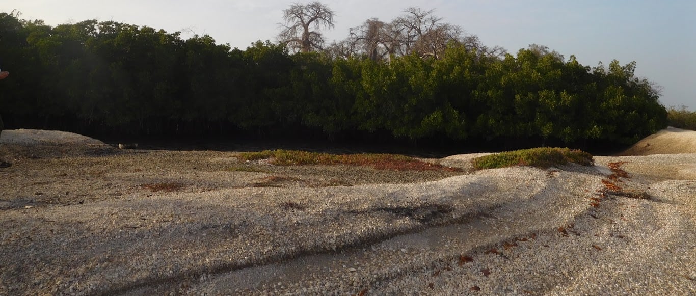 shell island